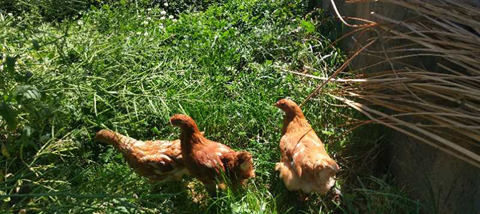 A free-range chicken.jpg
