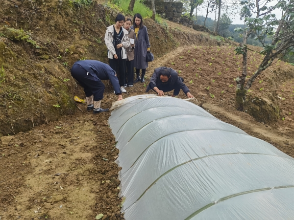 专家水稻种植跟进(1).jpg