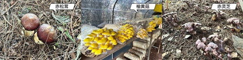 拼图1.jpg